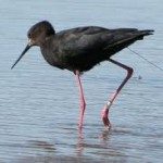 black stilt