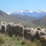 Mustering with a view